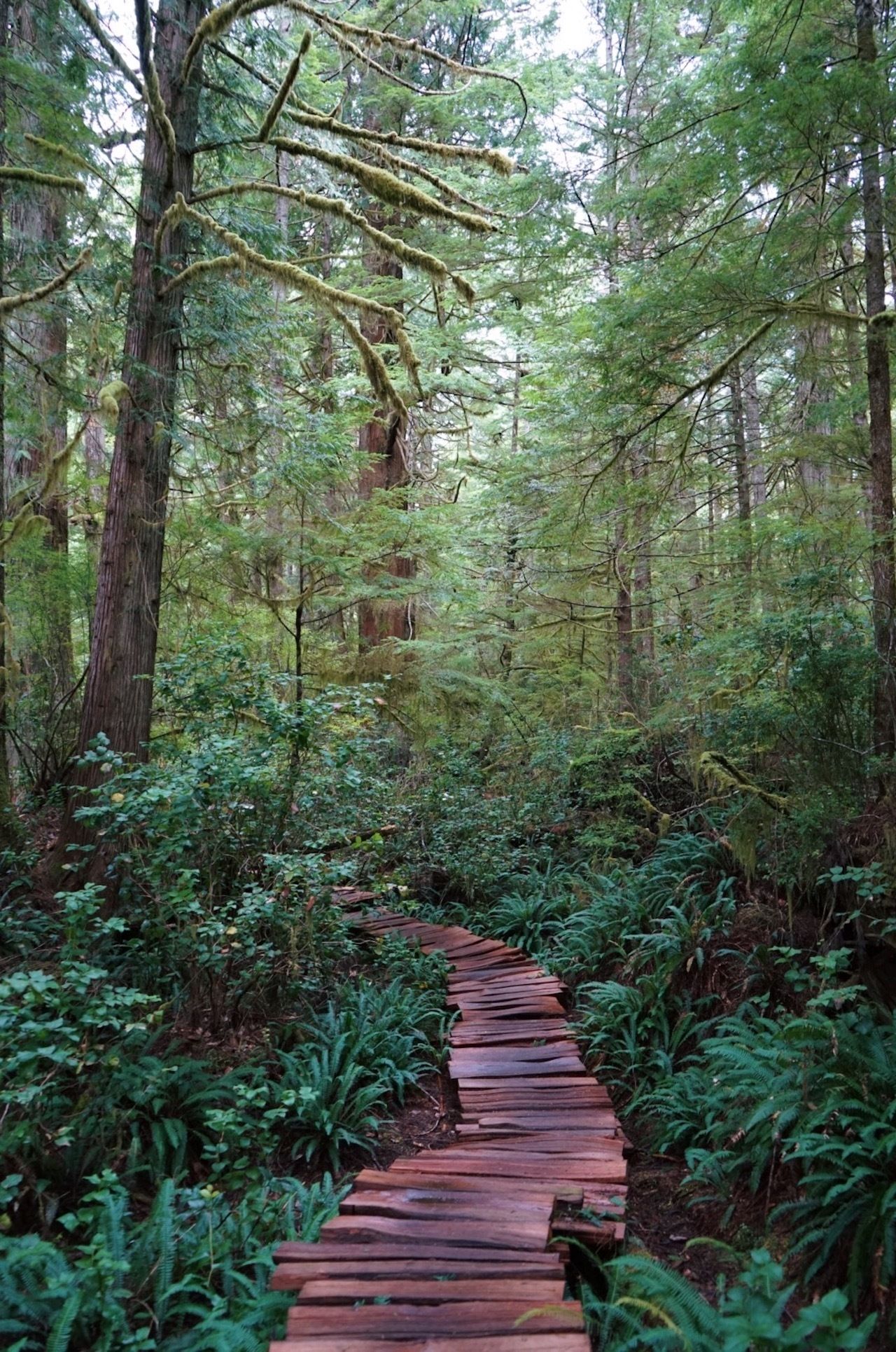 Meares Island