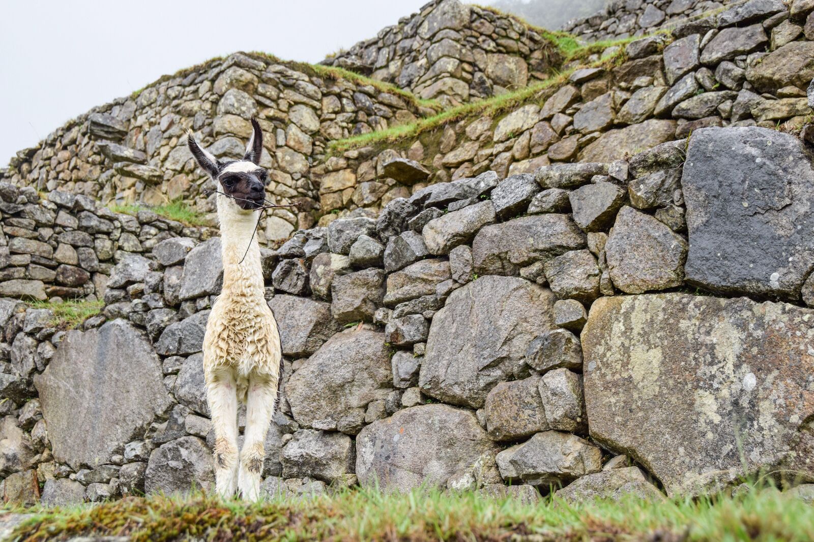 Machu picchu llama in peru 