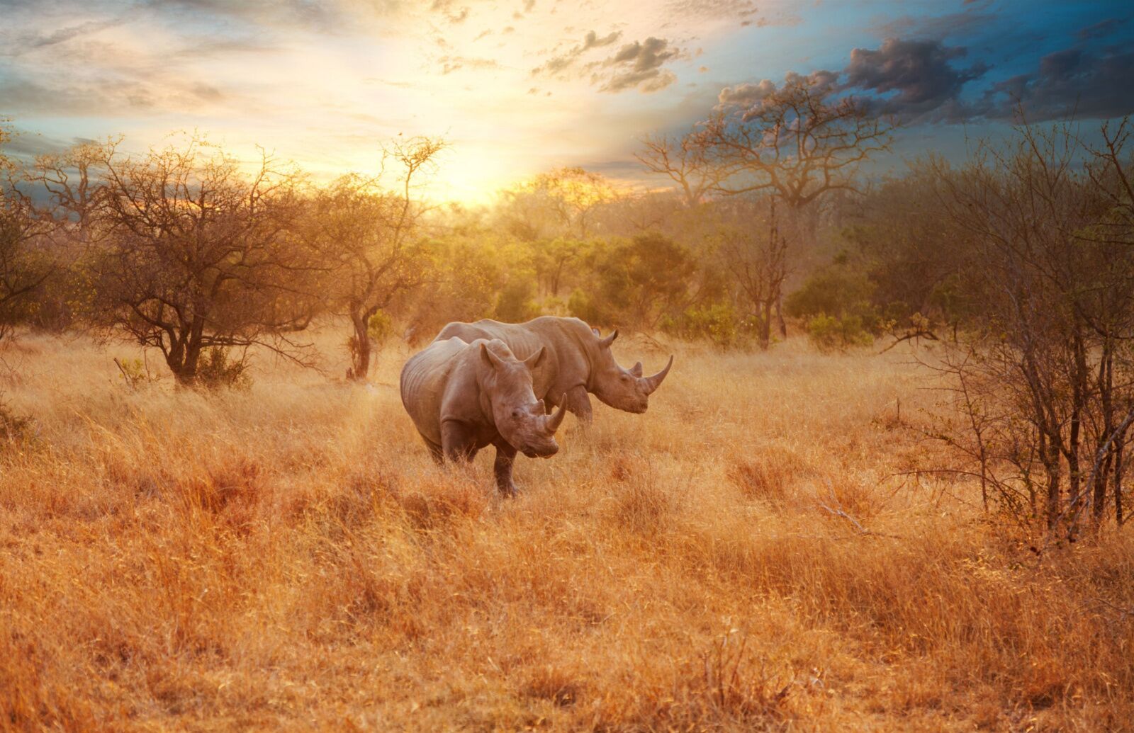 rhinos at sunset in kruger national park