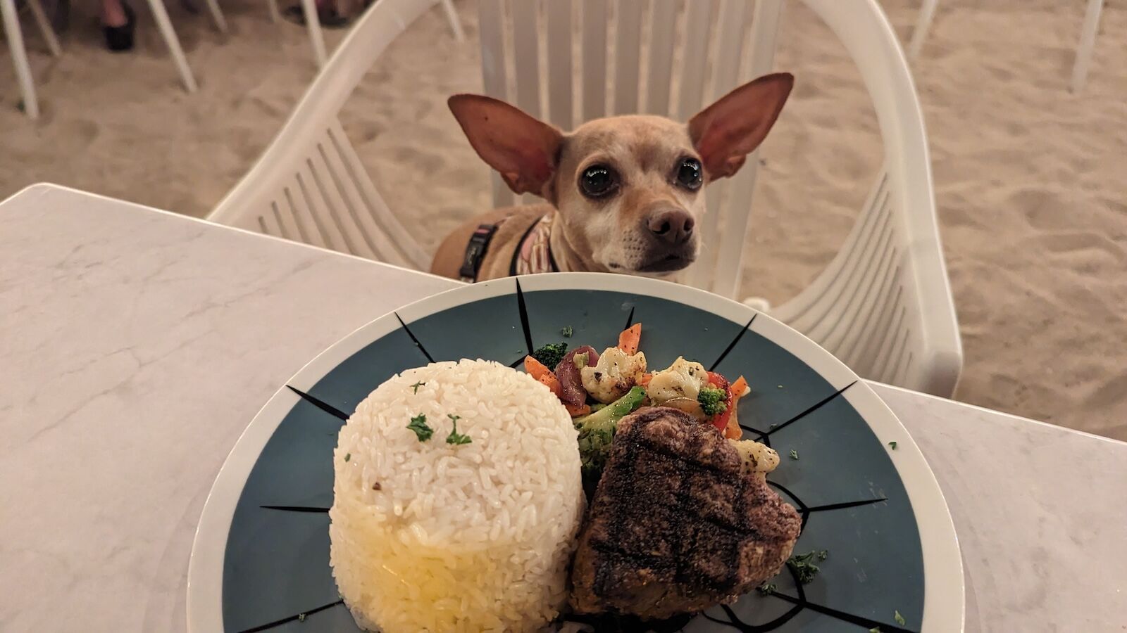 dog eating fliet mignon in aruba