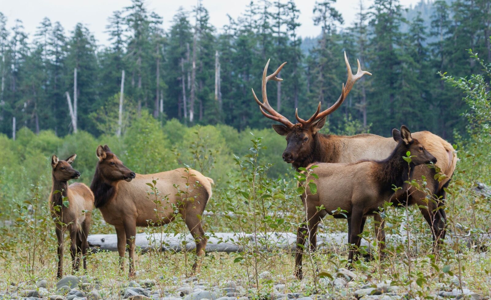 wildlife in national parks - elk in PNW